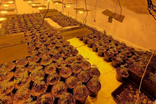 More than 1,000 plants were recovered.