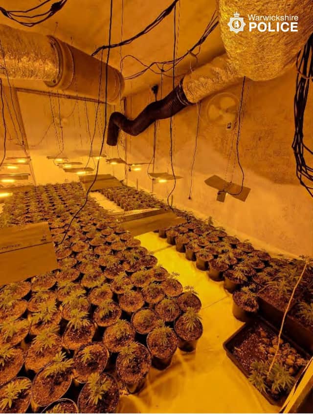 More than 1,000 plants were recovered.