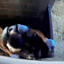 A worker at a halal abattoir beating and kicking sheep through a gate (Joey Carbstrong SWNS)