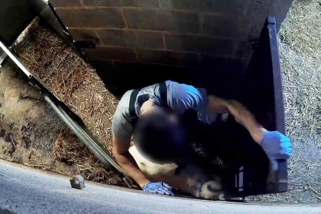A worker at a halal abattoir beating and kicking sheep through a gate (Joey Carbstrong SWNS)