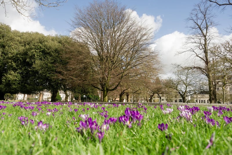The spring flowers in Christchurch Gardens in Leamington.