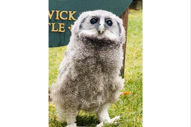 Warwick Castle's new five-week-old baby owl which is a Verreaux’s Eagle Owl, more commonly known as a Milky Eagle Owl, originating from Africa. Photo by Warwick Castle
