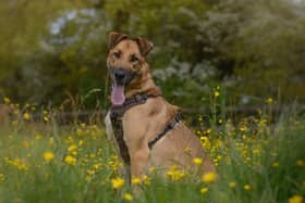 Moose is a Lurcher, German Shepherd cross, who is almost three years old. Despite being over 40kgs, Moose loves to run around, and adores sunbathing. If you are looking for a fun, bouncy boy that needs a quiet, understanding home then look no further.