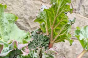 Have a go at Milly's recipe.