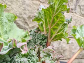 Have a go at Milly's recipe.