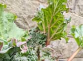 Have a go at Milly's recipe.