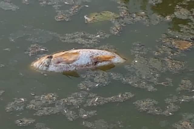 Steps are being taken to try and help the fish living in the lake at Abbey Fields in Kenilworth after many were spotted dead earlier this week. Photo supplied