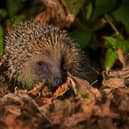 Hedgehog numbers are in decline and huge efforts being made to help them recover could be undermined. Photo: Jon Hawkins.
