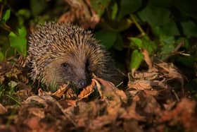 Hedgehog numbers are in decline and huge efforts being made to help them recover could be undermined. Photo: Jon Hawkins.