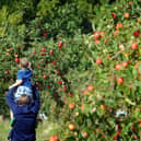 Apple Day at Lotherton Hall, near Leds