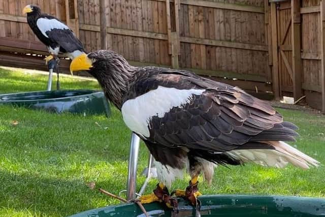 Marvin is back with Nikita