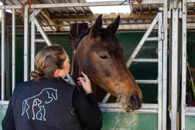 A dream career in veterinary physiotherapy is still possible - Animal News Agency