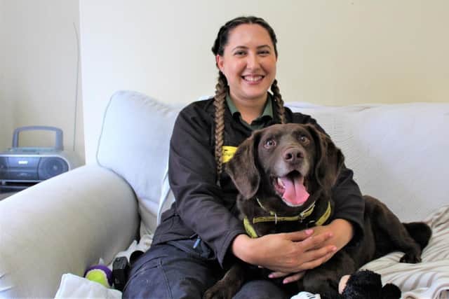 Suede, a seven-year-old Spaniel Cross who is looking for his forever home. Photo supplied