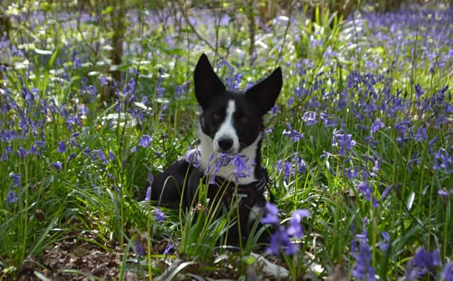 Bluebells in Bascote - with Poppy the dog! (Photo by Josie Weller)