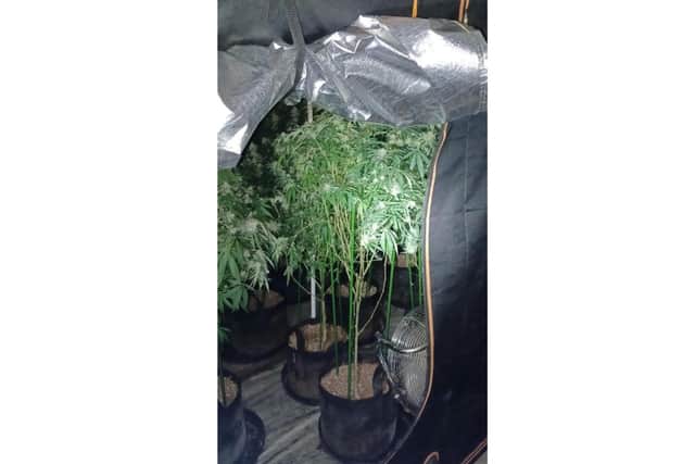 A man has been arrested and cannabis plants have been seized after a drugs raid in Warwick. Photo by Warwickshire Police