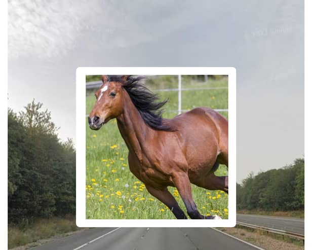 Police bribed the horse with bread. Illustration photo of horse from Getty. Motorway picture from Google Street View.