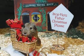 Guinea Pig