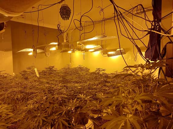 Officers forced their way into the property in England Crescent today (Friday) and found 123 cannabis plants.