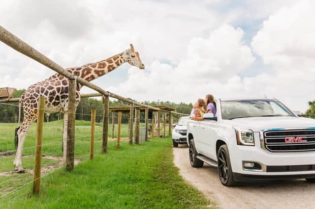 The drive thru safari at Wild Florida is a great day out (photo: Eva Snider Photography)