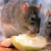 Rats nibble on discarded food in central London  as The Keep Britain Tidy Campaign announced that the UK rat population had increased by 24% to 60 million, due mainly to the rise in fast food litter.   *  The group is launching a campaign to encourage those using takeaways, food halls and concession stands to bin unwanted food rather than dump it on the streets. 