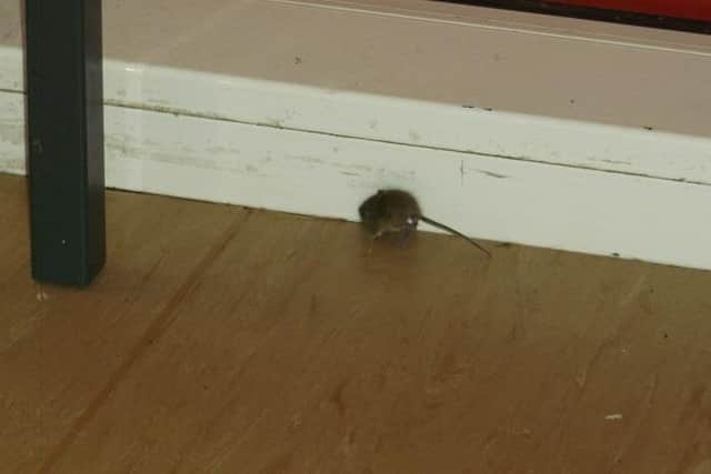 A Warwick-based catering company will be paying a sum to a Northamptonshire council after a ‘widespread mouse infestation’ was found in a primary school kitchen. Photo supplied by West Northamptonshire Council.