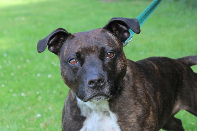 Staffordshire Bull Terrier Hope is six and looking for a loving home with owners that will give her time to settle in. She would like to be the only dog in her new home but could live with children aged ten and over. She is happy to be left home alone but would benefit from this being built up slowly in a new home. She would like to be walked in quieter areas and will make a lovely family dog.