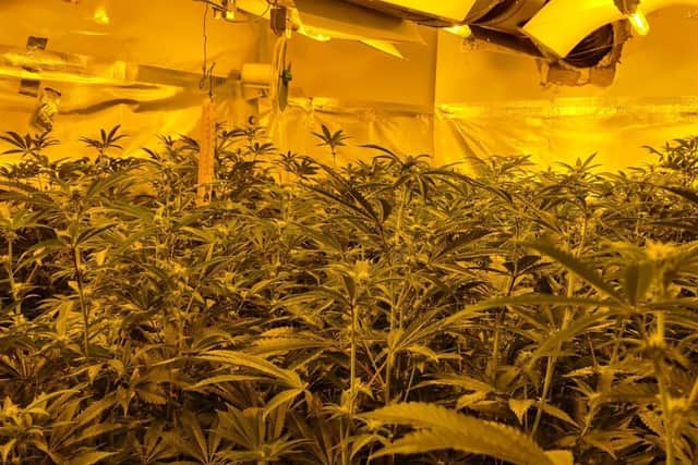 Police discovered the cannabis factory in Plymouth Place on March 9 and found over 100 plants inside, many of which were only a week or so away from being prepared for dealing.