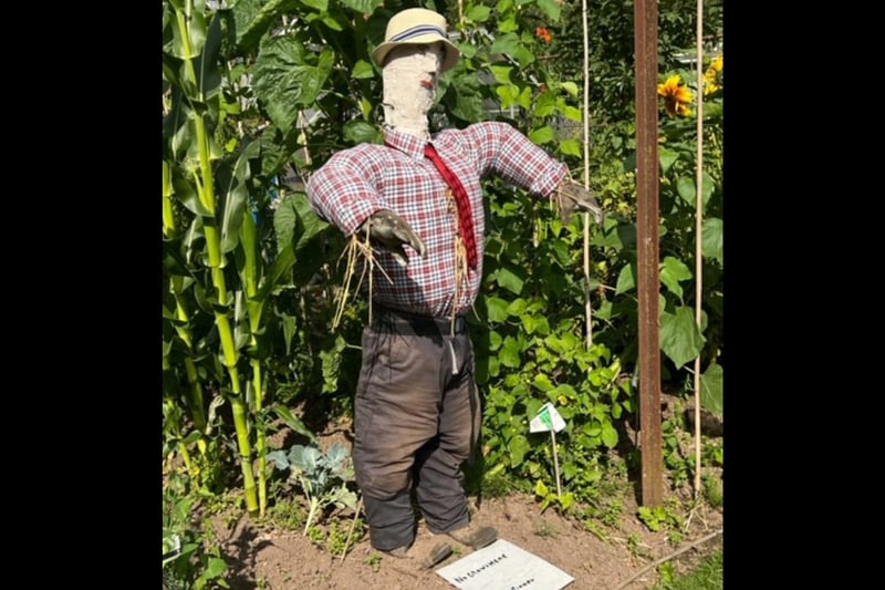 One of the many creative scarecrows at the allotments. Photo by Kenilworth Allotment Tenant’s Association