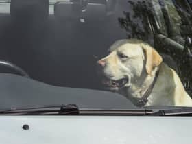 Dogs die in hot cars