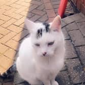Pikey the Tesco cat.