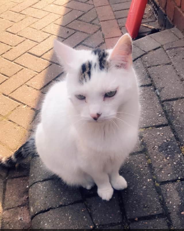 Pikey the Tesco cat.