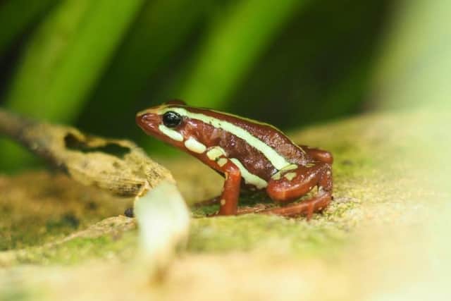 The tricolour frogs are poisonous in Ecuador thanks to their diet - but at Stratford Butterfly Farm they have a different diet making them perfectly safe to be around!