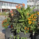 The community garden at Talisman Square in Kenilworth. Picture supplied.