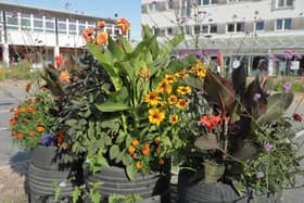 The community garden at Talisman Square in Kenilworth. Picture supplied.