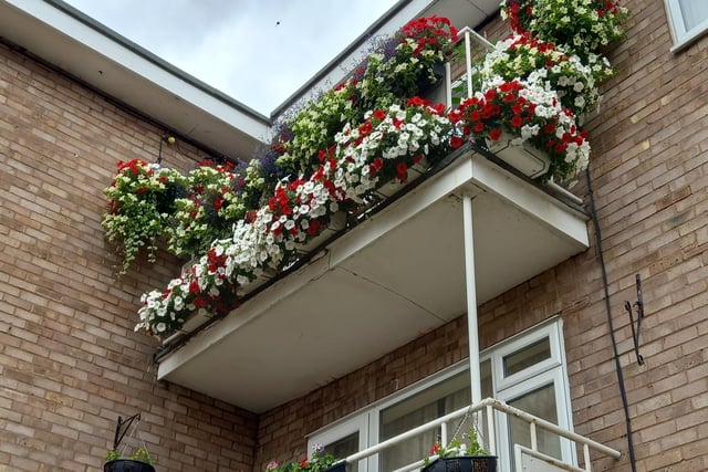 Category 6 (Domestic Window Box or Hanging Basket) Winner: Kathy Spackman, Gold. Photo supplied