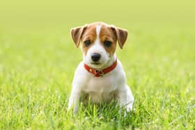 These 10 dog breeds are the most likely to be stolen in the UK