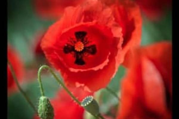 Remembrance Day services and parades will be taking place across the Warwick district on Sunday November 10
