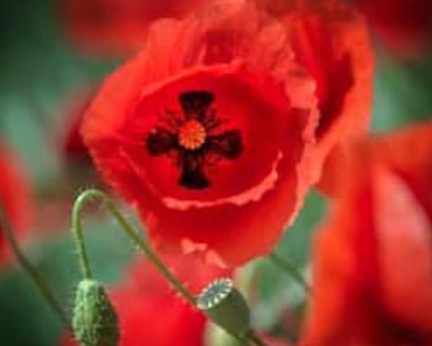 Remembrance Day services and parades will be taking place across the Warwick district on Sunday November 10
