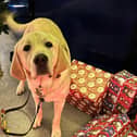 Trainee guide dog Alastair at the Guide Dogs Christmas Fair