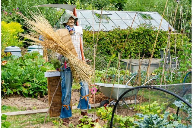 The allotments will be having its annual open day this weekend (August 21).