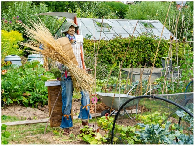 The allotments will be having its annual open day this weekend (August 21).