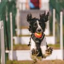 Dogfest will be taking place at Ragley Hall next month. Photo by Mark Mackenzie/Dogfest