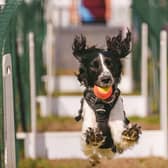 Dogfest will be taking place at Ragley Hall next month. Photo by Mark Mackenzie/Dogfest
