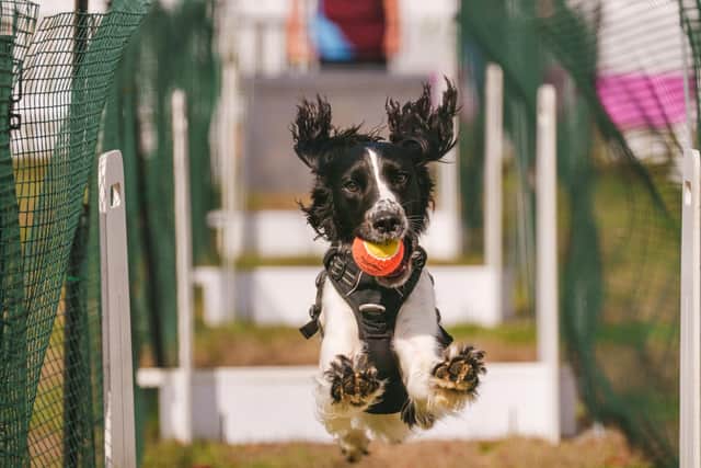 Dogfest will be taking place at Ragley Hall next month. Photo by Mark Mackenzie/Dogfest
