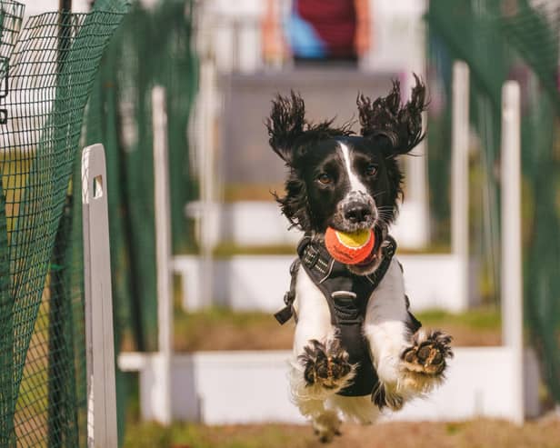 Dogfest will be taking place at Ragley Hall next month. Photo by Mark Mackenzie/Dogfest