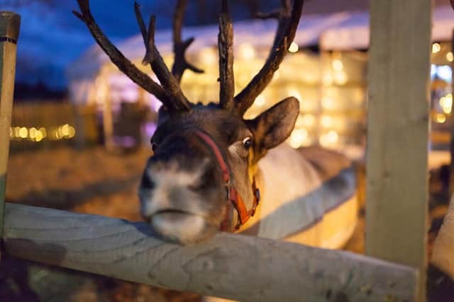 One of the reindeer at Hatton Adventure World.