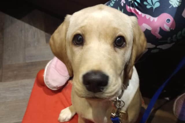 Guide dog puppy Augusta who will be at the event