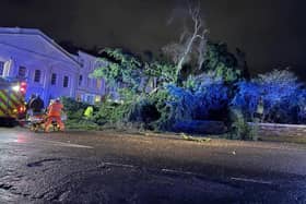 A giant cedar tree fell at the corner of Grove Street and Portland Place West in Leamington (photo: Harry Brown).