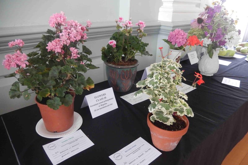 Some of the pot plant entries. Photo supplied