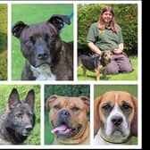 Here are seven dogs hoping to find their perfect match. To find out more about these dogs, and all the dogs at Dogs Trust Kenilworth, please visit www.dogstrust.org.uk